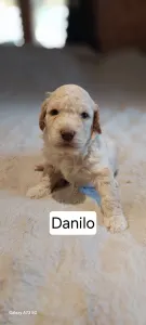 Lagotto Romagnolo - Ürömí Szarvasgombász Daniló