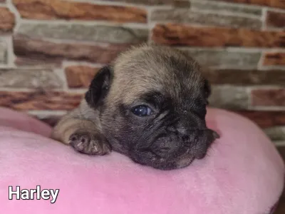 French Bulldog - Harley