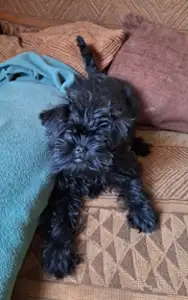 Affenpinscher - Aster