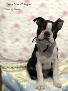 Boston Terrier - Yuma Nero Di Angelo