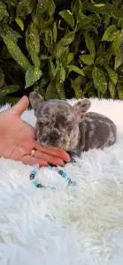 Französische Bulldogge - Deni