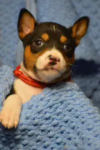 Basenji - Lucky Alien