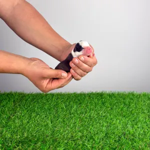 Boston Terrier - Hoja