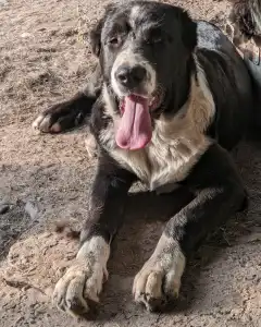 Central Asia Shepherd Dog - Dzhur Iz Zamka Larisi
