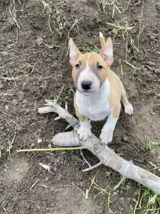 Miniature Bullterrier - Knox