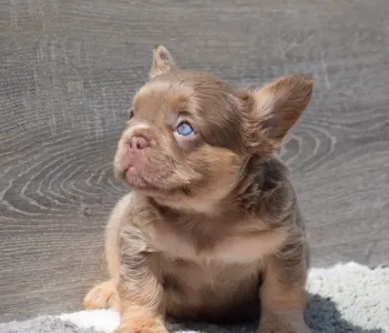 Francia bulldog - Gigi - Isabella Tan Fluffy 
