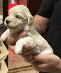 Havanese - Oro De Habana Ugor