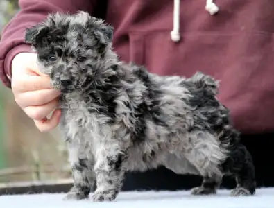 Mudi - Pörgelóci Süti