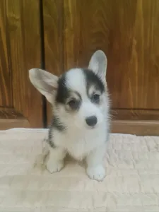 Welsh Corgi Pembroke - Danny