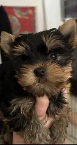 Yorkshire Terrier - Helga