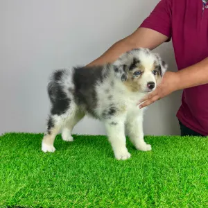 Australian Shepherd - Tabata
