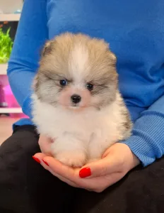 Pomeranian - Teddy