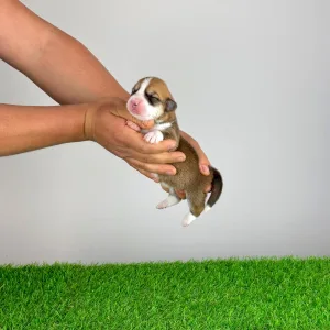 Welsh Corgi Pembroke - Waldi