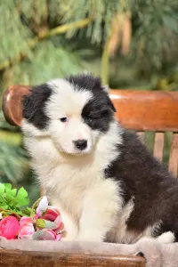 Border Collie - Berwick Guard