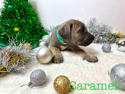 Cane corso - Caramell