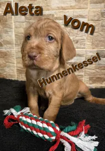 Hungarian Wire-haired Vizsla - Aleta Vom Hunnenkessel