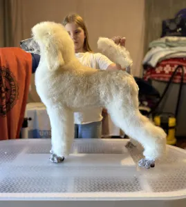 Grosspudel - White Girl