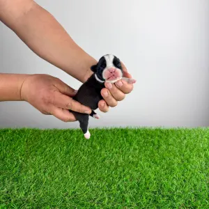 Boston terier - Girly