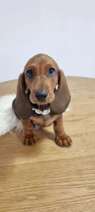 Dachshund - Angelique