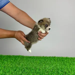 Welsh Corgi Pembroke - Sissy
