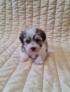Havanese - Sabina