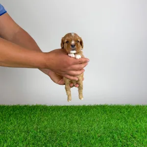 Cavalier King Charles Spaniel - Luxus