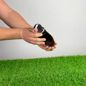 Ausztrál juhászkutya - Cash