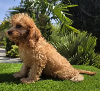 Cavapoo - Mike