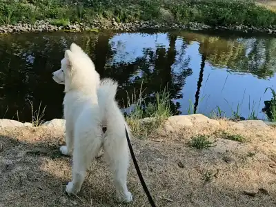 Samojede - Happy Hómancs Barka "yuki"
