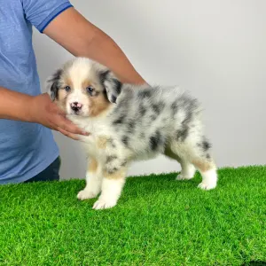 Australian Shepherd - Wolke 