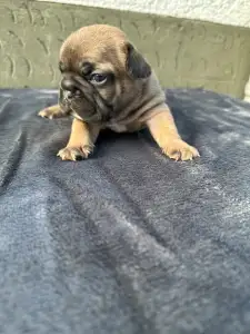 Francuski buldog - Hektor