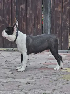 Boston Terrier - Victorias Grande Enzo