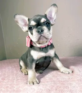 French Bulldog - Melissa