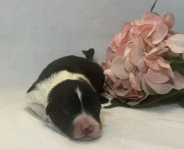 Border Collie - Clair De Lune