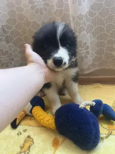 Border Collie - Dazzling Borders Addicted To You 
