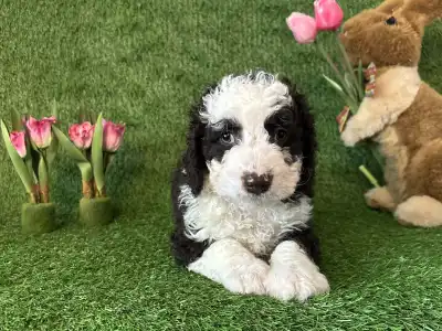 Spanyol vízikutya - Bombastico