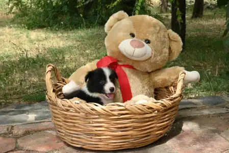 Border Collie - Dazzling Borders Believe In Wonders