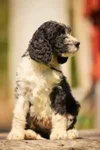 French Water Dog - Fjord
