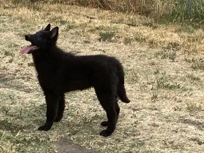 Belgian Shepherd Dog - Gerőcsvári Freya