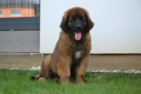 Leonberger - Alba