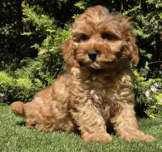 Cavapoo - Mike