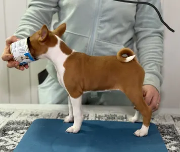 Basenji - Girl Red And White,  Name Part Of The Game 