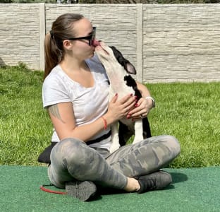 Amerikai staffordshire terrier - Bellflower Of Fianna Team