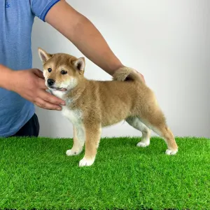 Shiba - Ilfov