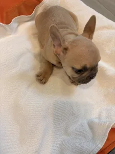 Französische Bulldogge - Baby Girl