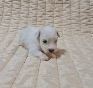 Coton de Tulear - Timmy