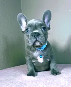 French Bulldog - Martin