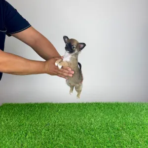 Chihuahua - Kimi