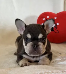 Francouzský buldoček - Zeusz