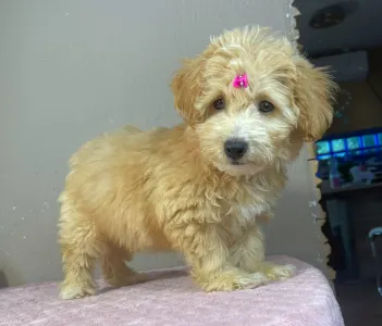 Maltipoo - Thalia